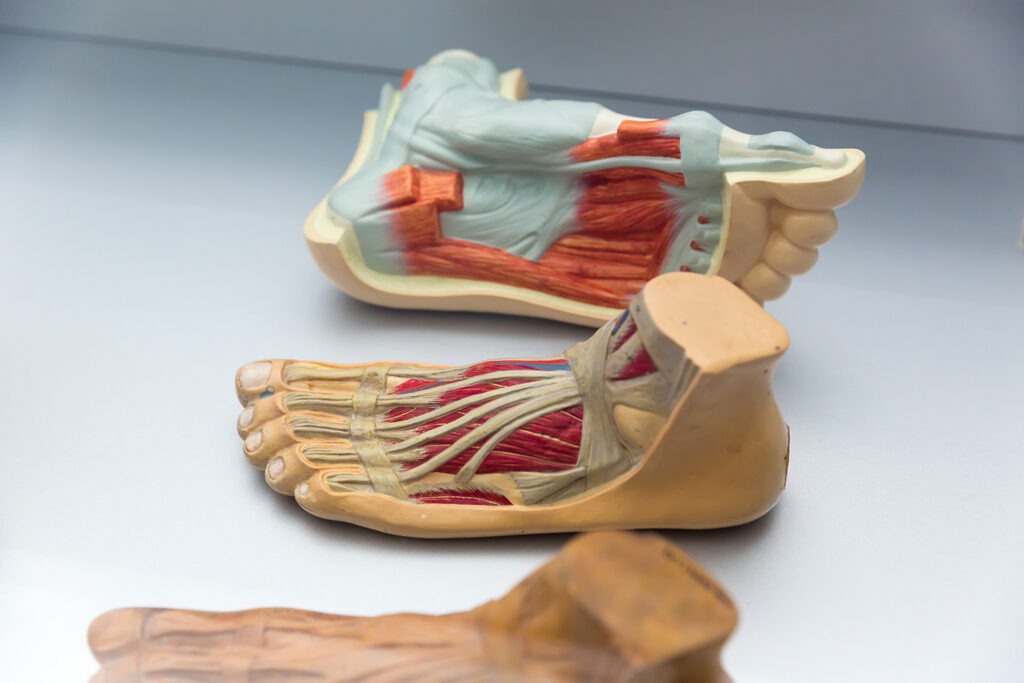 anatomical model of foot demonstrating